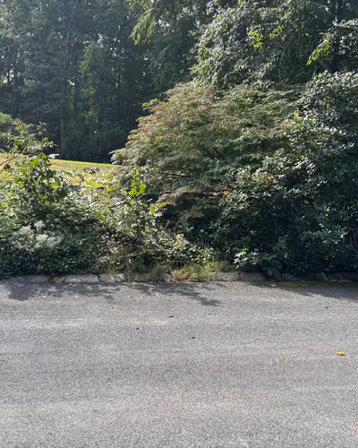 Before: beds overgrown along the street
