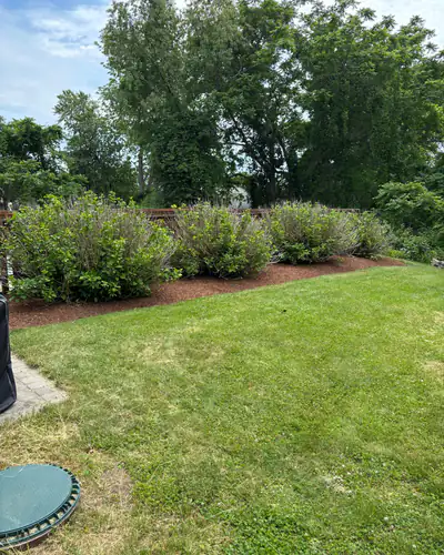 Mulched hedge row with a natural edge