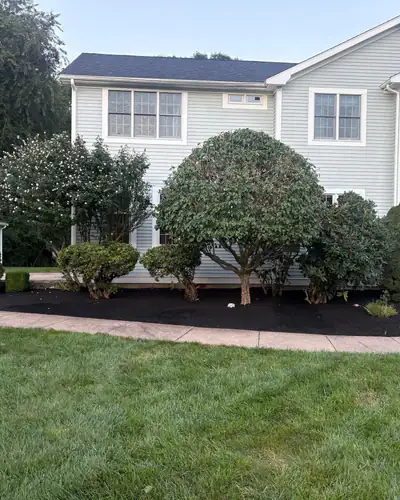 After: shrubs and trees trimmed, fresh black mulch