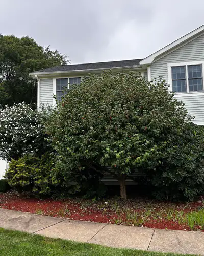 Before: overgrown shrubs and weedy beds